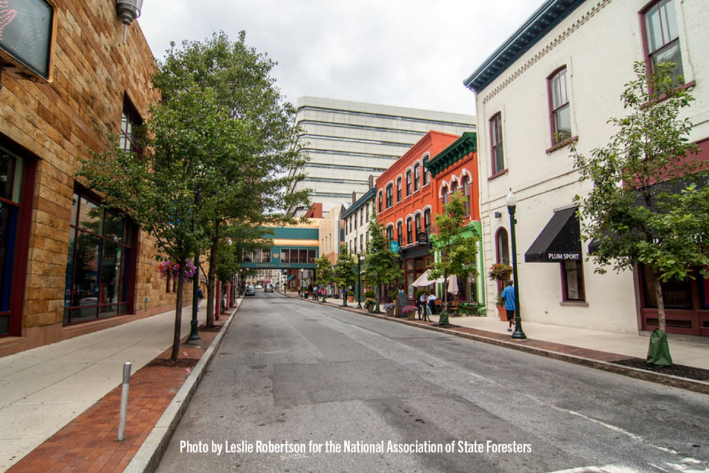 Photo of city street lined with trees.